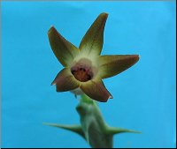 Orbea distincta 
